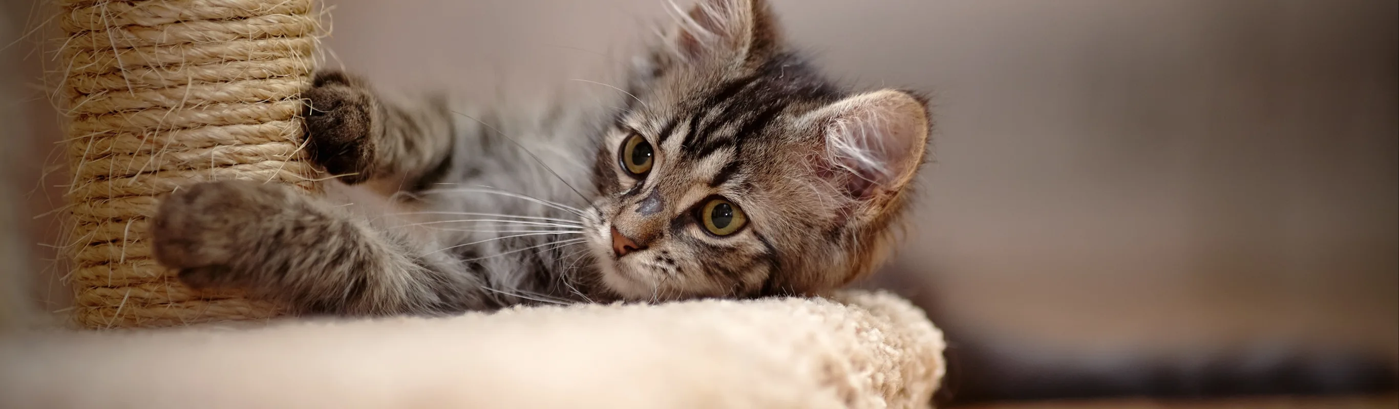 kitten on a scratching post